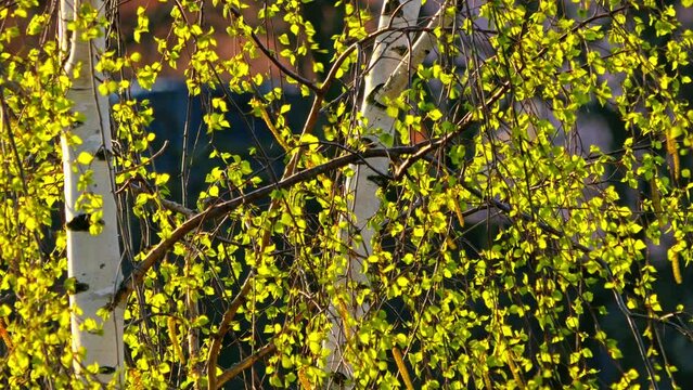 tree leaves swaying with breeze against light in the fresh spring sunshine