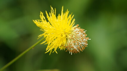 close up of Mimosa invisa