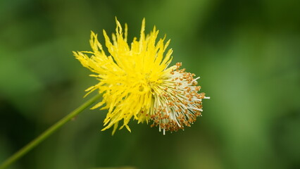 close up of Mimosa invisa | Flower, Mimosa, Yellow, Water, Sensitive, Plant | Macro
