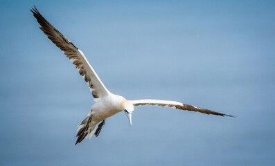 Closeup of the northern gannet, Morus bassanus during flight.