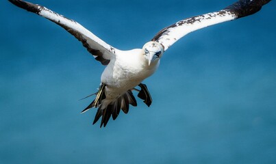Closeup of the northern gannet, Morus bassanus during flight.