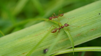 ant | oecophylla smaragdina | Macro
