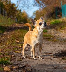 A small dog of the Chihuahua breed on a walk on a sunny autumn day looks at the owner