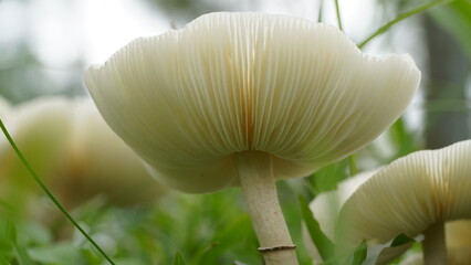 close up of Leucoagaricus leucothites lamella, gill