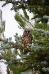 owl