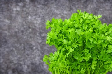Fototapeta premium a view of green parsley, common healthy vegetable, salad ingredient