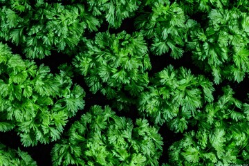 a view of green parsley, common healthy vegetable, salad ingredient