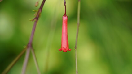 close up of  ラッセリア, Russelia, Coral plant, コーラルプラント, Fire cracker plant, 花丁子