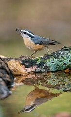 Vertical macro of a red-breasted nuthatch reflected on the water
