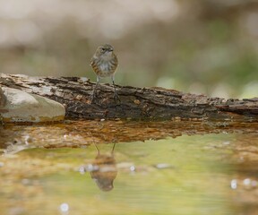 Macro of a yellow-rumped warbler reflected on the water