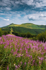 landscape flowers in Bieszczady Mountains in Poland