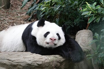 Closeup shot of a Qinling panda laying on a large rock in the forest