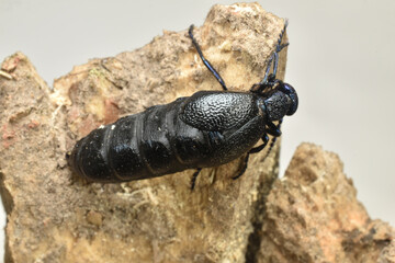 Beetle black tank top closeup.