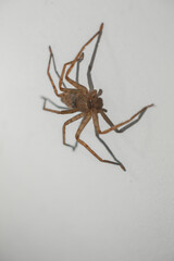 big gray spider from sri lanka