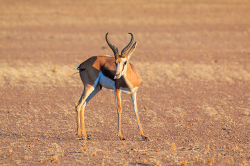 Springbok, medium-size antelope in the southern part of the Namib Desert, Namibia.