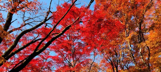 red autumn leaves