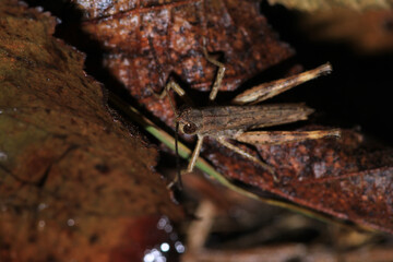 rufous grasshopper insect macro photo