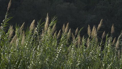Cannes de Provence (arundo donax) avec leurs plumeaux dans le vent