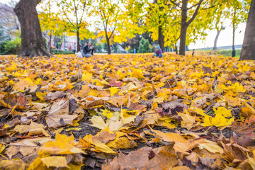 Autumn park with fallen maple leaves. Blanket of yellow leaves in the park. Autumn day in the park. Children in the background collect and toss fallen leaves