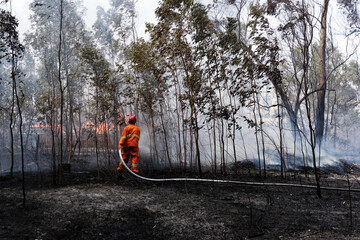 Firefighter  battle a wildfire because climate change and global warming is a driver of global...