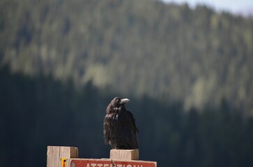 Closeup shot of a common raven on the blurry background
