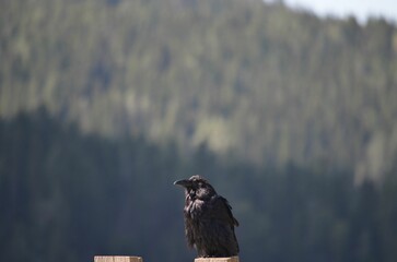 Closeup shot of a common raven on the blurry background