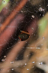 water drops macro photo on grass