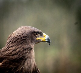 Closeup shot of a brown golden eagle bird's face, with a yellow beak