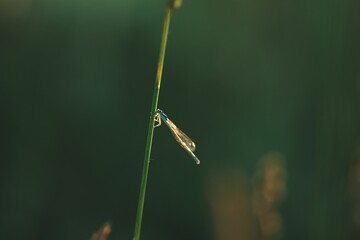 Closeup shot of a small insect with long wings on a green plant branch