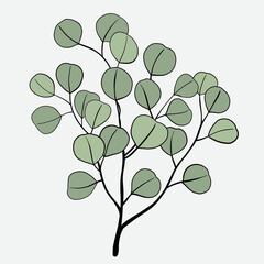 Obraz premium Freehand drawing of Eucalyptus branch.
