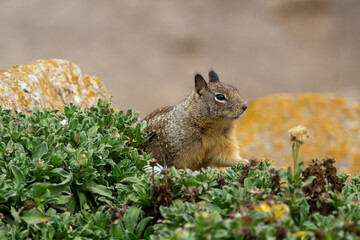 Close up picture of a cute California ground squirrel at 17 Mile Drive