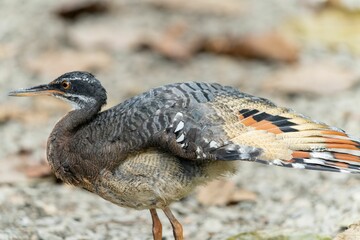 Closeup shot of a Sunbittern bird on a rocky surface
