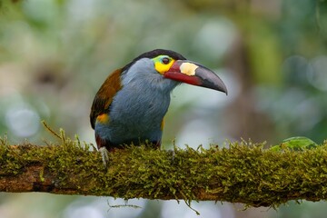 Closeup shot of plate-billed mountain toucan bird on a tree branch
