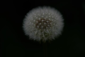 Closeup shot of a common dandelion on the black background