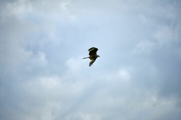 Closeup shot of a red kite flying in the sky on a sunny day