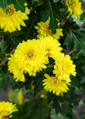 yellow chrysanthemums grow in a flower garden. cultivation of garden flowers concept