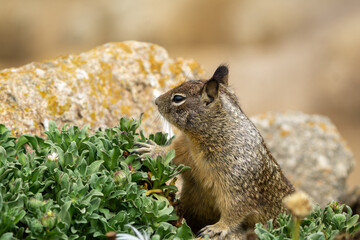 Obraz premium Close up picture of a cute California ground squirrel at 17 Mile Drive
