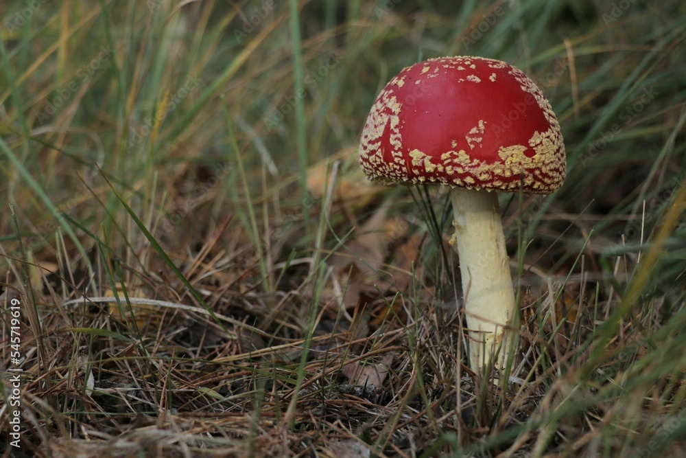 Sticker red fly amanita mushroom in a forest during fall.