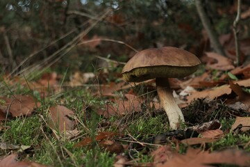 Brown Porcini Mushroom in a forest