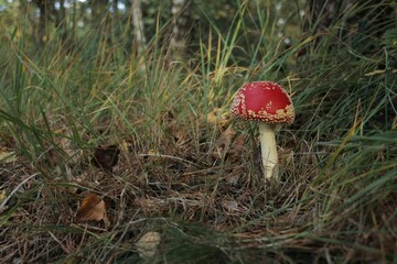 Red Fly Amanita Mushroom in a forest during fall.