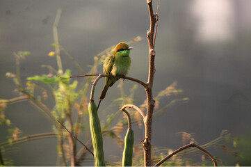 Green bee eater  view