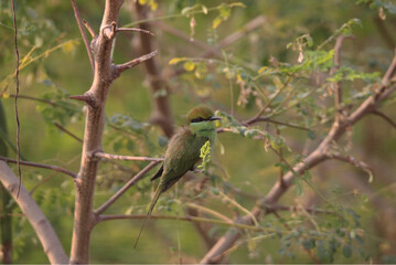 Green bee eater in between branch