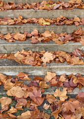 stairs with autumn leaves view on old stone steps in autumn park.