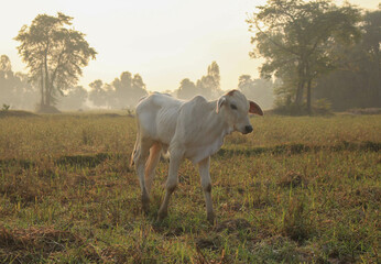 Obraz na płótnie Canvas white cow in the field