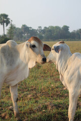 Obraz na płótnie Canvas cows in a farm