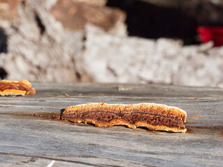 Fomitopsis pinicola - Champignons polypores marginés ou amadouviers du pin