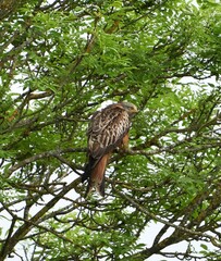 Vertical shot of a red kite (Milvus milvus) perched on the tree