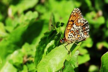 yellow butterfly on a green leaf close up