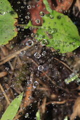 water drops macro photo on grass