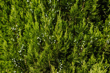 Background, texture of a green, evergreen bush, cypress tree with fruits, cones close-up....